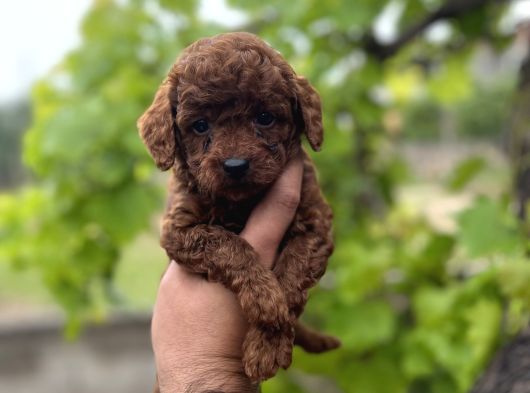 Toypoddle benekşerimiz