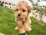 Efsane Guzel Ayarda Teacup Maltipo Cis Egitimli