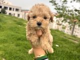 Efsane Guzel Ayarda Teacup Maltipo Cis Egitimli