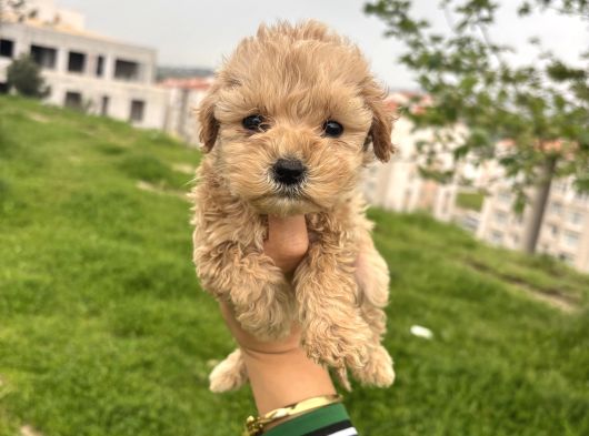 Efsane Guzel Ayarda Teacup Maltipo Cis Egitimli görsel