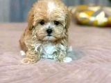 Malti̇poo Ci̇nsi̇ Yavrular Ev Üreti̇mi̇