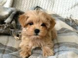 Malti̇poo Ci̇nsi̇ Yavrular Ev Üreti̇mi̇