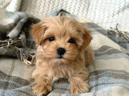 Malti̇poo Ci̇nsi̇ Yavrular Ev Üreti̇mi̇ görsel