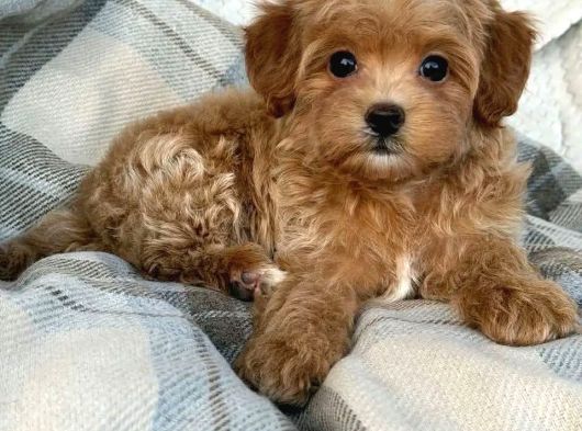 Malti̇poo Ci̇nsi̇ Yavrular Ev Üreti̇mi̇