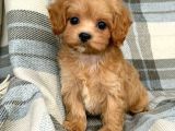 Malti̇poo Ci̇nsi̇ Yavrular Ev Üreti̇mi̇