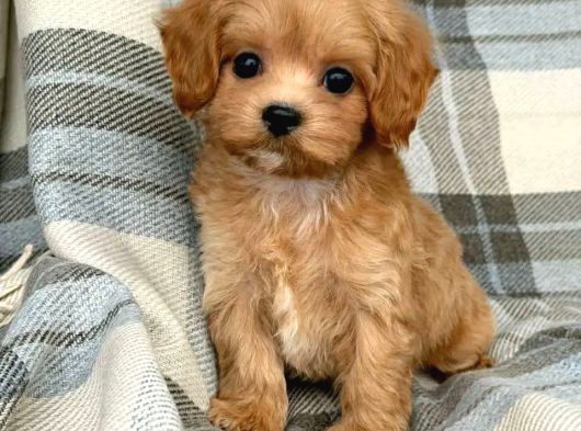 Malti̇poo Ci̇nsi̇ Yavrular Ev Üreti̇mi̇ görsel