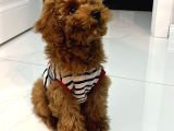 Türkiyenin En Iyi Teacup Poodle Kurabiyeler 3 Aylık