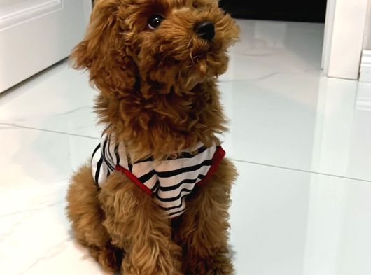 Türkiyenin En Iyi Teacup Poodle Kurabiyeler 3 Aylık