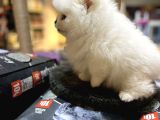 Mukemmel Kali̇te Teddy Bear Pomerani̇an Boo Yavrular