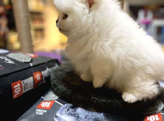 Mukemmel Kali̇te Teddy Bear Pomerani̇an Boo Yavrular görsel