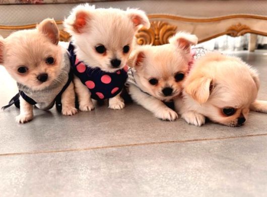 Sevimli Ve Eğitimli Chihuahua