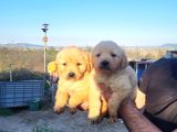 Dişi Erkek Golden Retriver Yavrularımız
