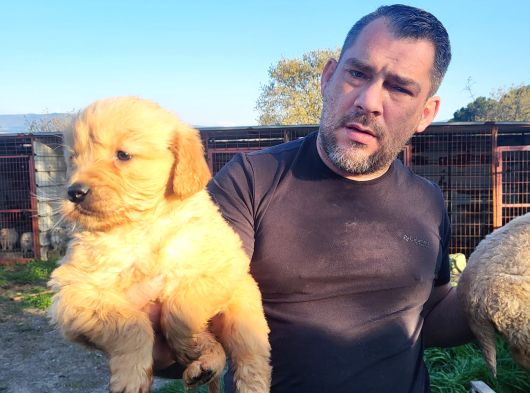 Dişi Erkek Golden Retriver Yavrularımız görsel
