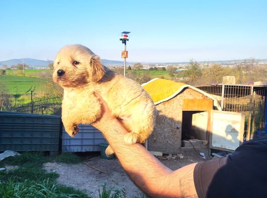 Dişi Erkek Golden Retriver Yavrularımız görsel