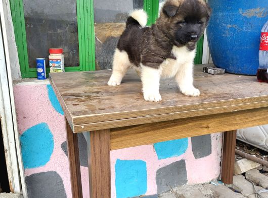 Erkek Amerikan Akita