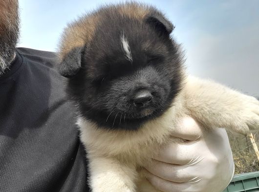 Erkek Amerikan Akita görsel