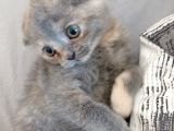 Scottish Fold Yavrularımız