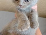 Scottish Fold Yavrularımız