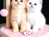 Show Kalite British Shorthair Golden Bebekler