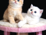 Show Kalite British Shorthair Golden Bebekler