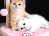 Show Kalite British Shorthair Golden Bebekler