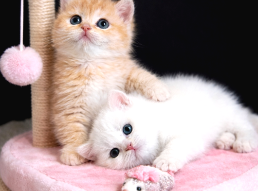 Show Kalite British Shorthair Golden Bebekler