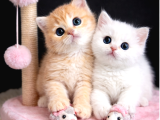 Show Kalite British Shorthair Golden Bebekler
