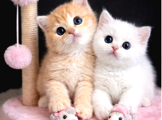 Show Kalite British Shorthair Golden Bebekler görsel