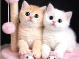 Show Kalite British Shorthair Golden Bebekler