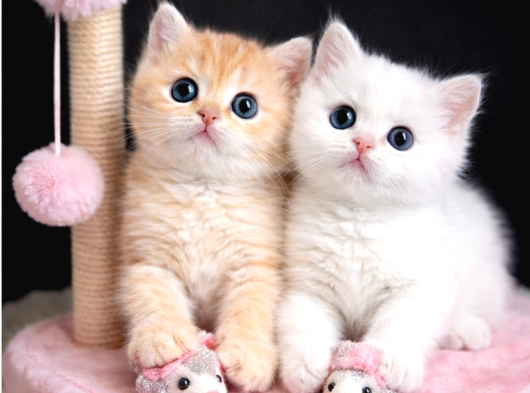 Show Kalite British Shorthair Golden Bebekler görsel