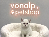 Vonalp Pet Garantisiyle Efsane Güzelli̇kte Bri̇ti̇sh Shorthai̇r
