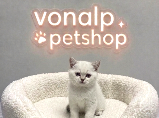 Vonalp Pet Garantisiyle Efsane Güzelli̇kte Bri̇ti̇sh Shorthai̇r görsel