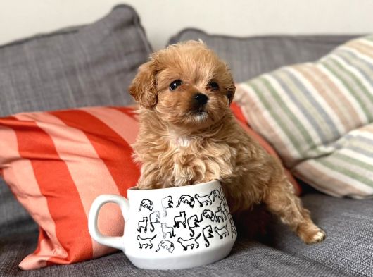 Mikro Teacup Efsane Ayarda Cis Egitimli Ev Bakimli