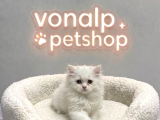 Vonalp Pet Garantisiyle Efsane Güzelli̇kte Bri̇ti̇sh Shorthai̇r