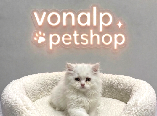 Vonalp Pet Garantisiyle Efsane Güzelli̇kte Bri̇ti̇sh Shorthai̇r görsel
