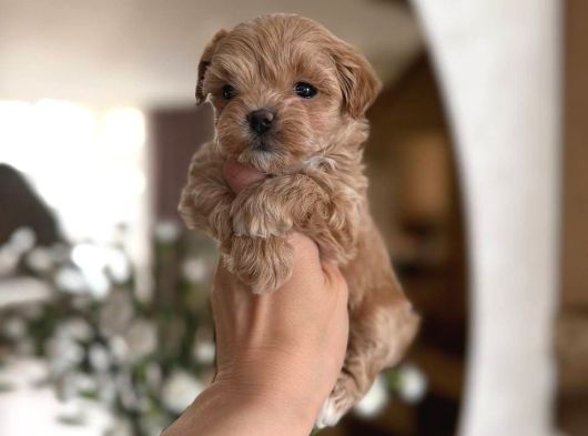 Malti̇poo Ci̇nsi̇ Yavrular Ev Üreti̇mi̇ görsel