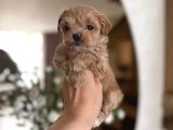 Malti̇poo Ci̇nsi̇ Yavrular