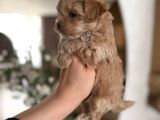 Malti̇poo Ci̇nsi̇ Yavrular