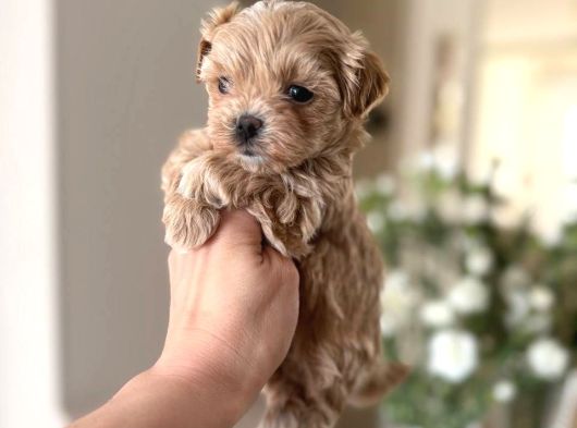 Malti̇poo Ci̇nsi̇ Yavrular görsel