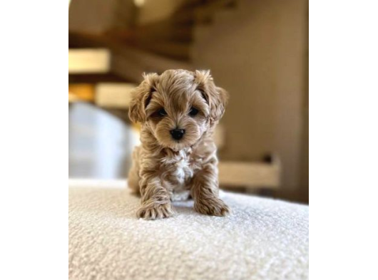 Malti̇poo Ci̇nsi̇ Yavrular Ev Üreti̇mi̇