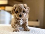 Malti̇poo Ci̇nsi̇ Yavrular