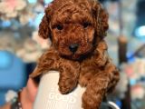 Toy Poodle Sevi̇mli̇ Yavrular Ev Üreti̇mi̇