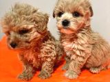 Poodle Ayarında Maltipo