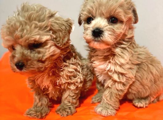Poodle Ayarında Maltipo görsel