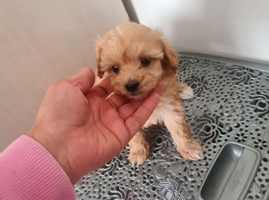 Mini Maltipoo  Yavrumuz Yeni Sahiplerini Arıyor