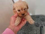 Mini Maltipoo  Yavrumuz Yeni Sahiplerini Arıyor
