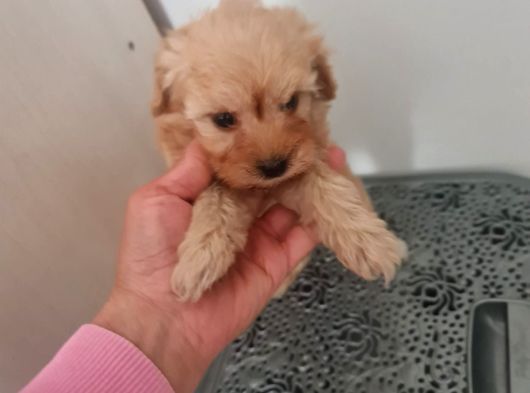 Mini Maltipoo  Yavrumuz Yeni Sahiplerini Arıyor görsel