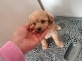 Mini Maltipoo  Yavrumuz Yeni Sahiplerini Arıyor