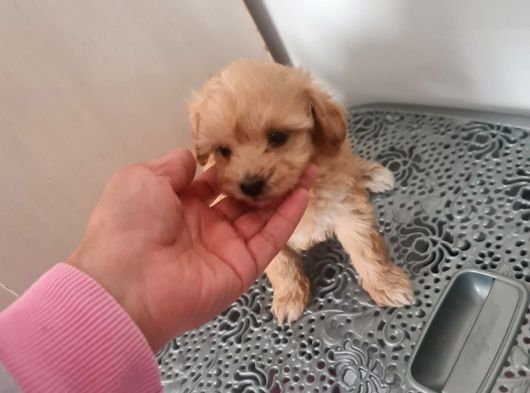 Mini Maltipoo  Yavrumuz Yeni Sahiplerini Arıyor görsel