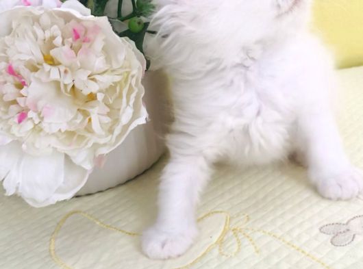Kar Bey Longhair Yakışıklı görsel